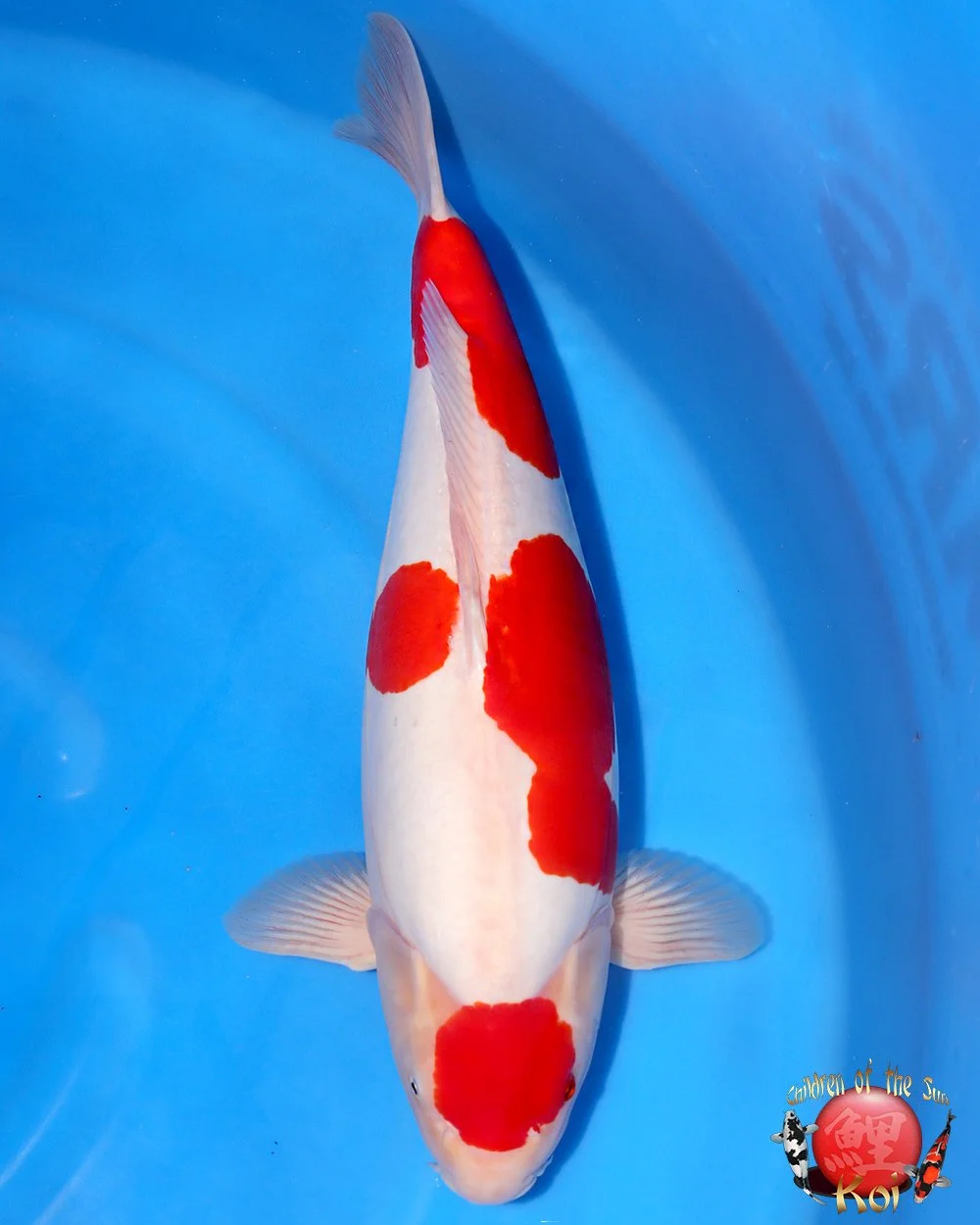 Kohakuページ Torazo Nisai Kohaku — Children of the Sun Koi - Japanese Koi For Sale